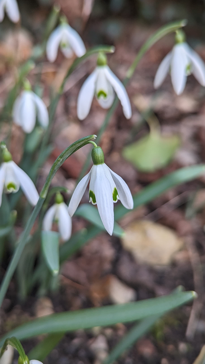 Perce neige